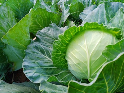 A farmer inspecting healthy cabbage seedlings in a well-tended garden.