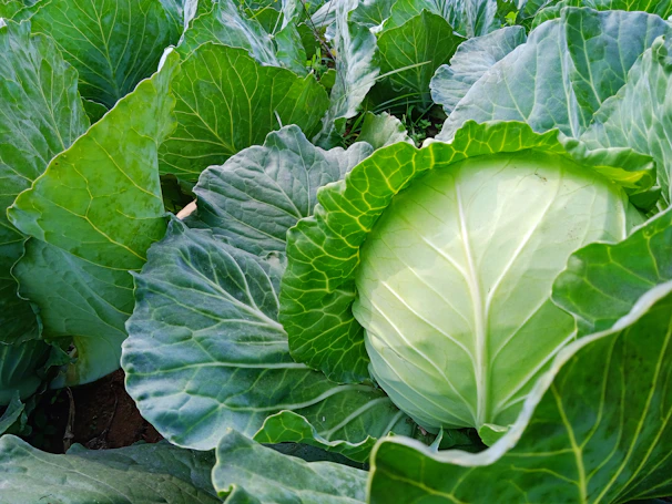 Farmer in Delhi inspecting healthy cauliflower plants in a well-maintained farm