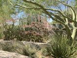A variety of desert plants and cacti thrive under bright sunlight. Tall, slender cacti stand among dense clusters of wider, prickly pads. Long green tree branches arch gracefully overhead, providing partial shade. Pink flowering stalks add a delicate touch to the landscape, while a stone wall in the background encloses the garden area.