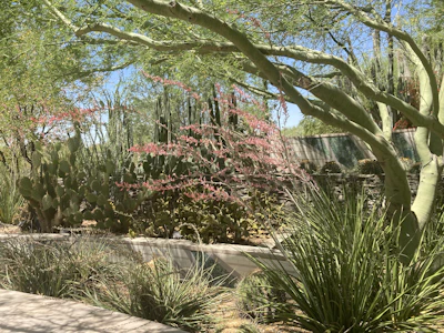 A variety of desert plants and cacti thrive under bright sunlight. Tall, slender cacti stand among dense clusters of wider, prickly pads. Long green tree branches arch gracefully overhead, providing partial shade. Pink flowering stalks add a delicate touch to the landscape, while a stone wall in the background encloses the garden area.