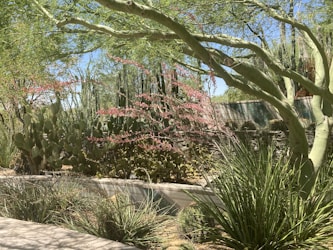 Creating Your Desert Garden Guide