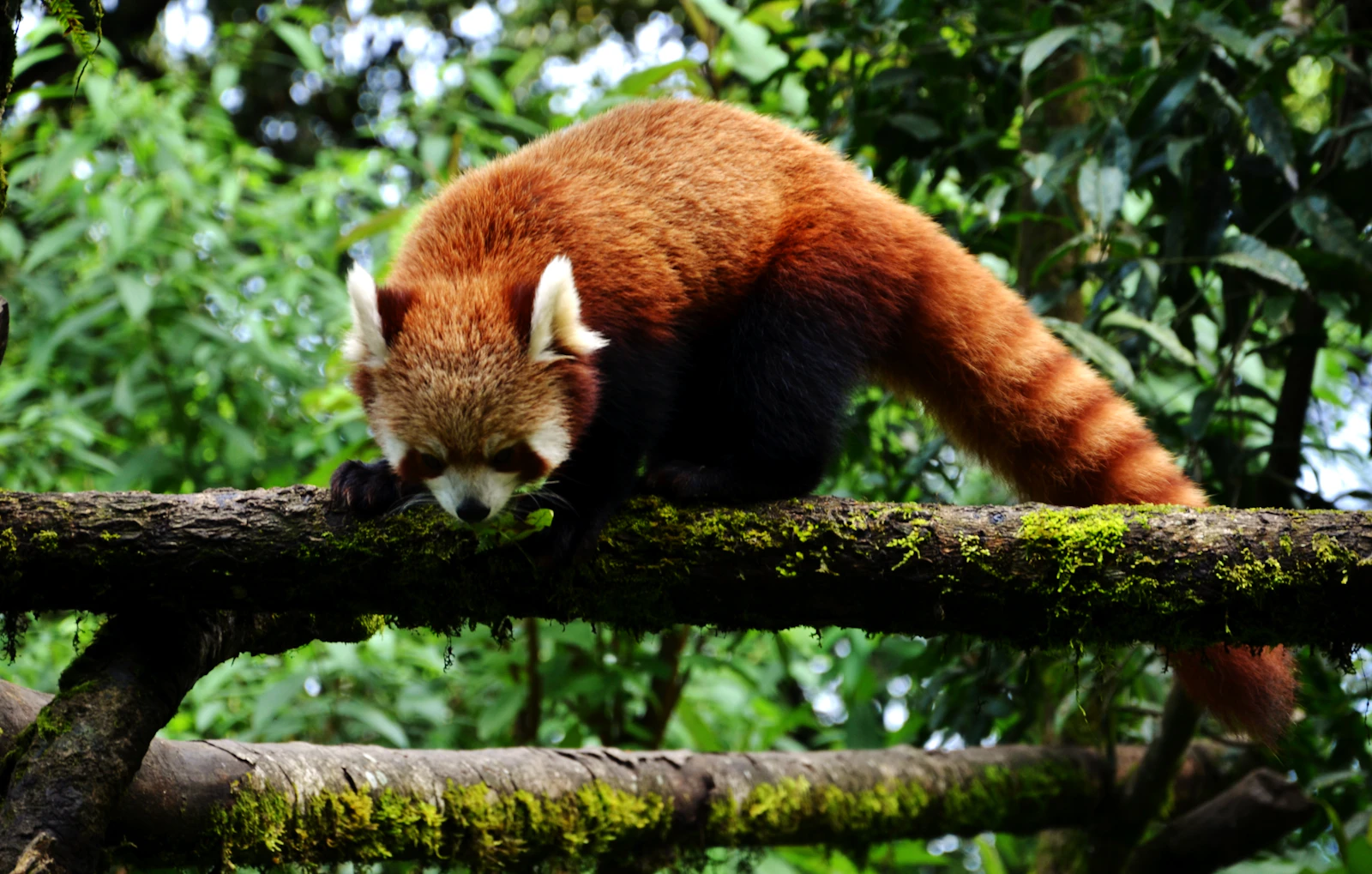A red panda walking along a mossy branch among green leaves at the Darjeeling zoo, its ringed tail hanging behind