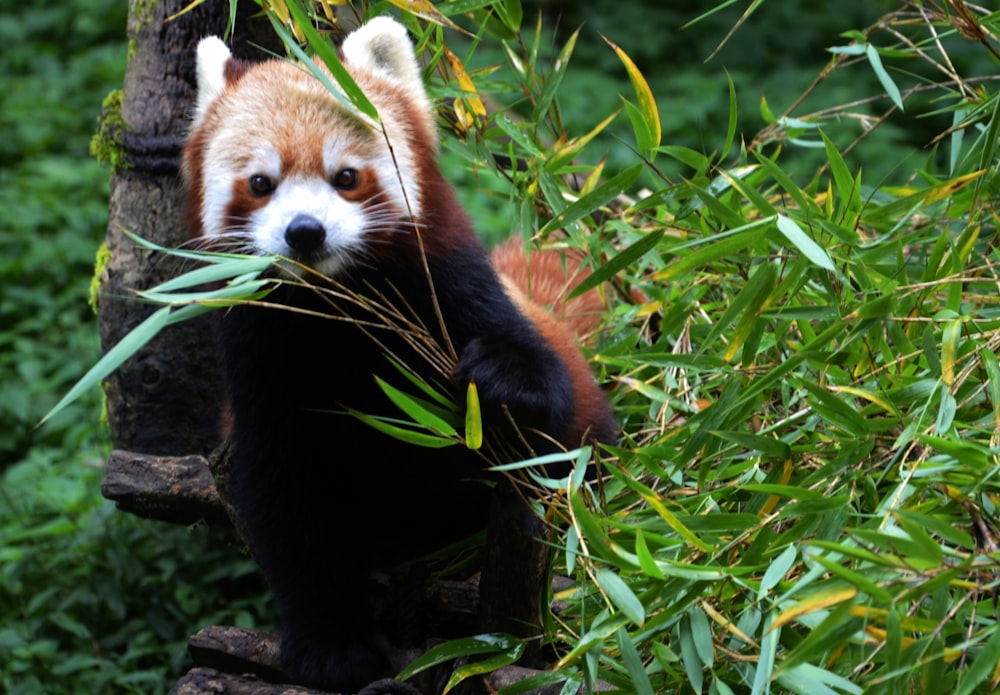 a red panda eating bamboo in a tree
