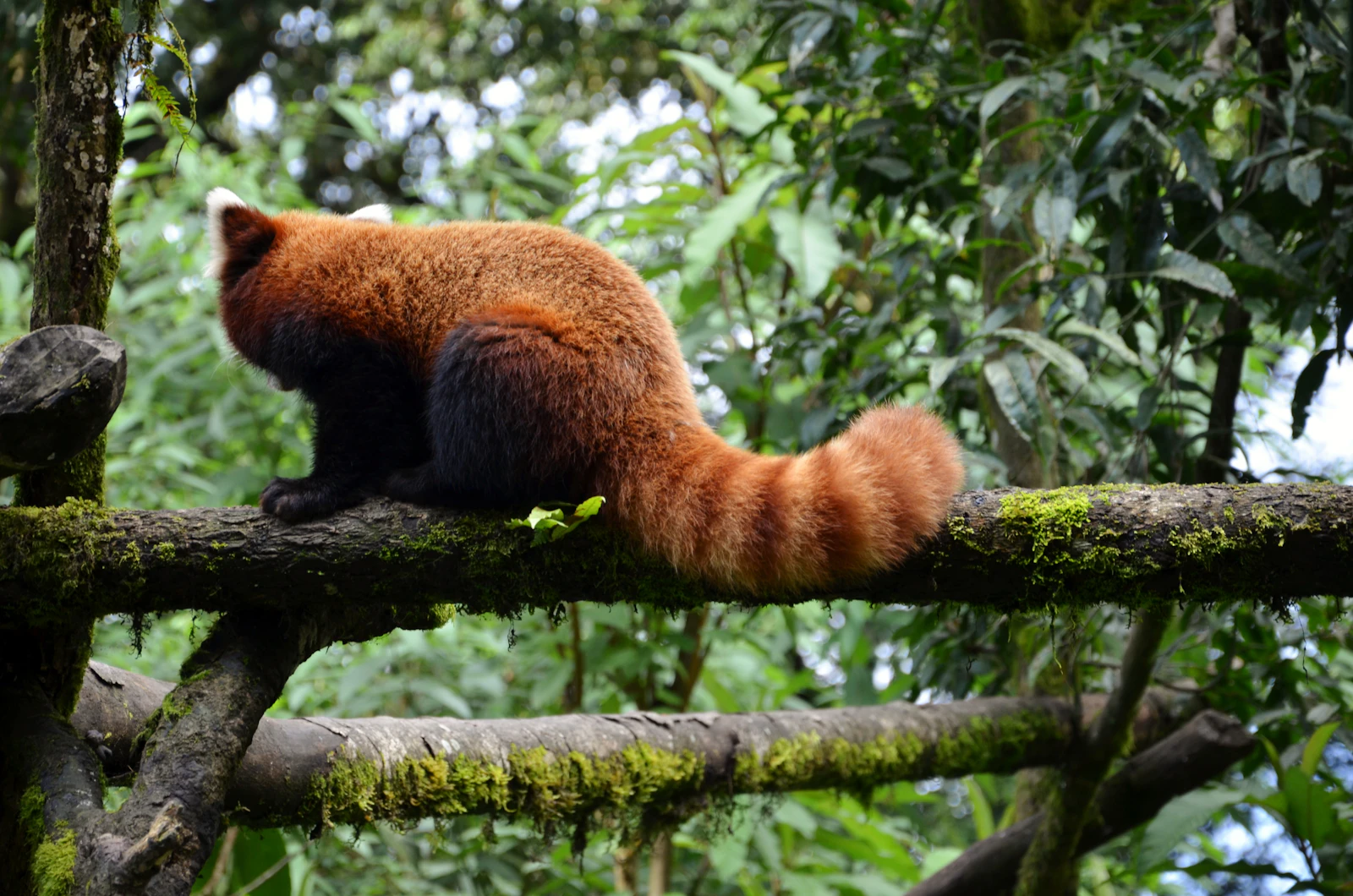 A red panda walking along a mossy branch among green leaves, photographed at the zoo in Darjeeling