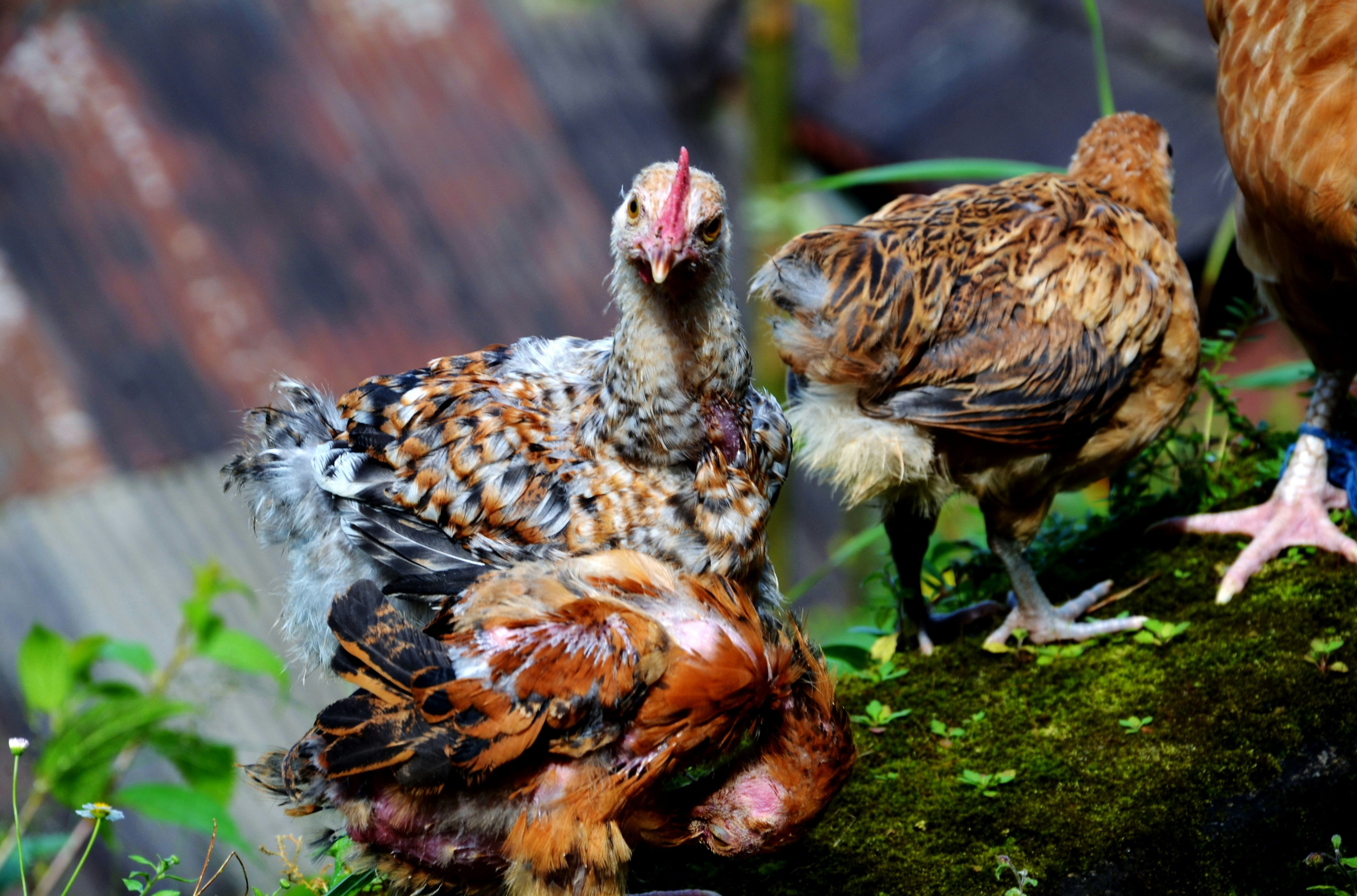 A group of chickens standing on top of a moss covered ground photo