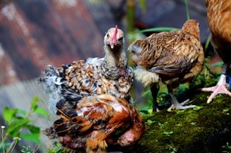 A group of colorful chickens gathered around a rustic wooden feeder under a bright blue sky.