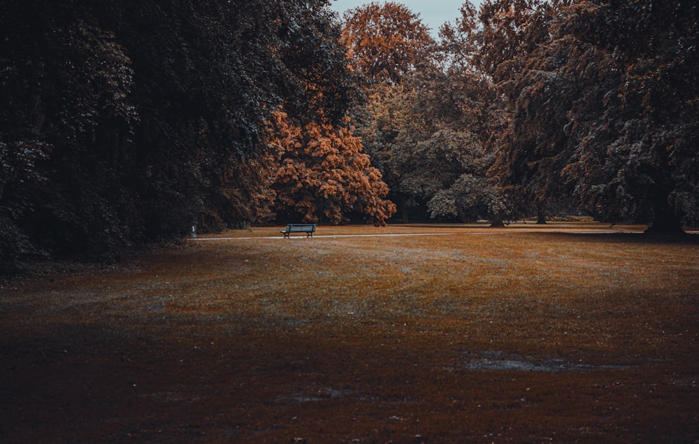 a park with a bench in the middle of it