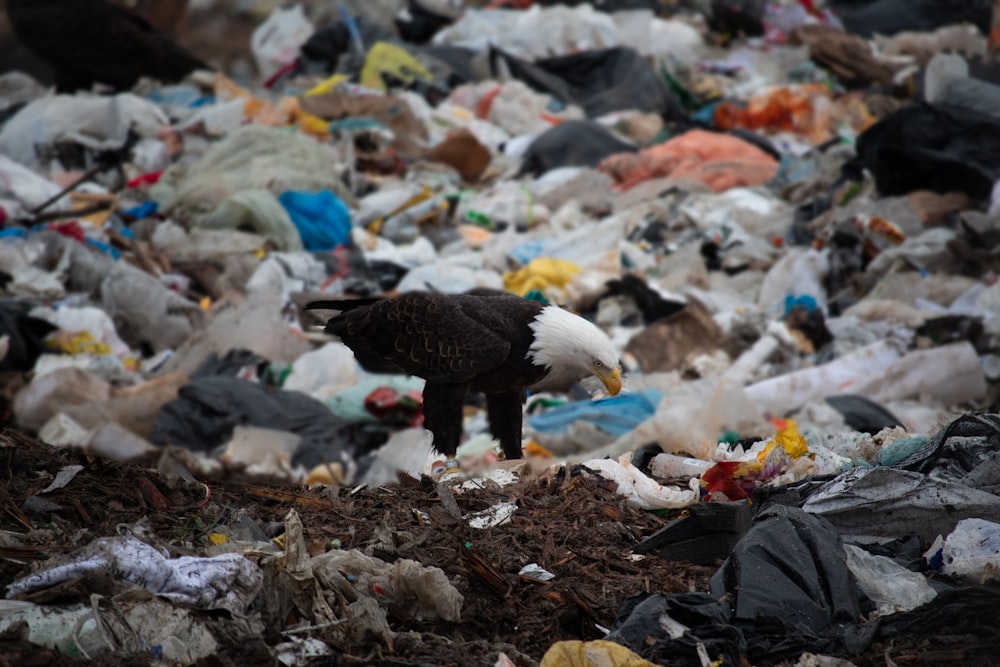 a bird standing on top of a pile of garbage