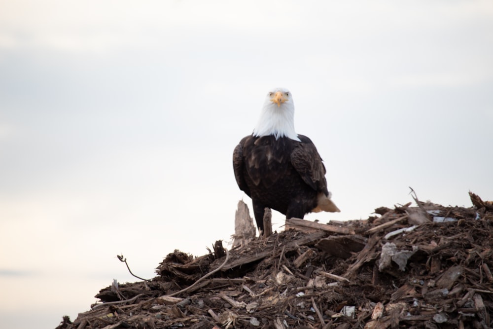 a bald eagle sitting on top of a pile of wood