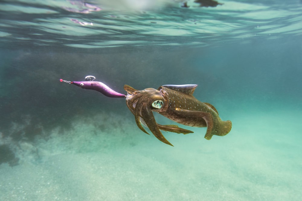 an octopus is holding a toy in its mouth