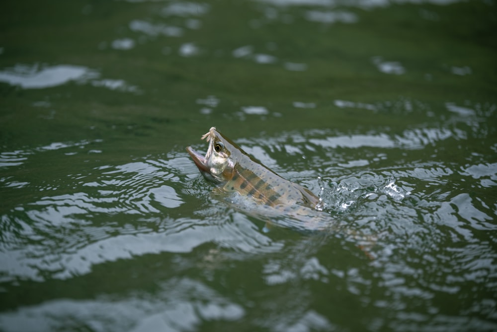 a fish is swimming in the water with a fish in it's mouth