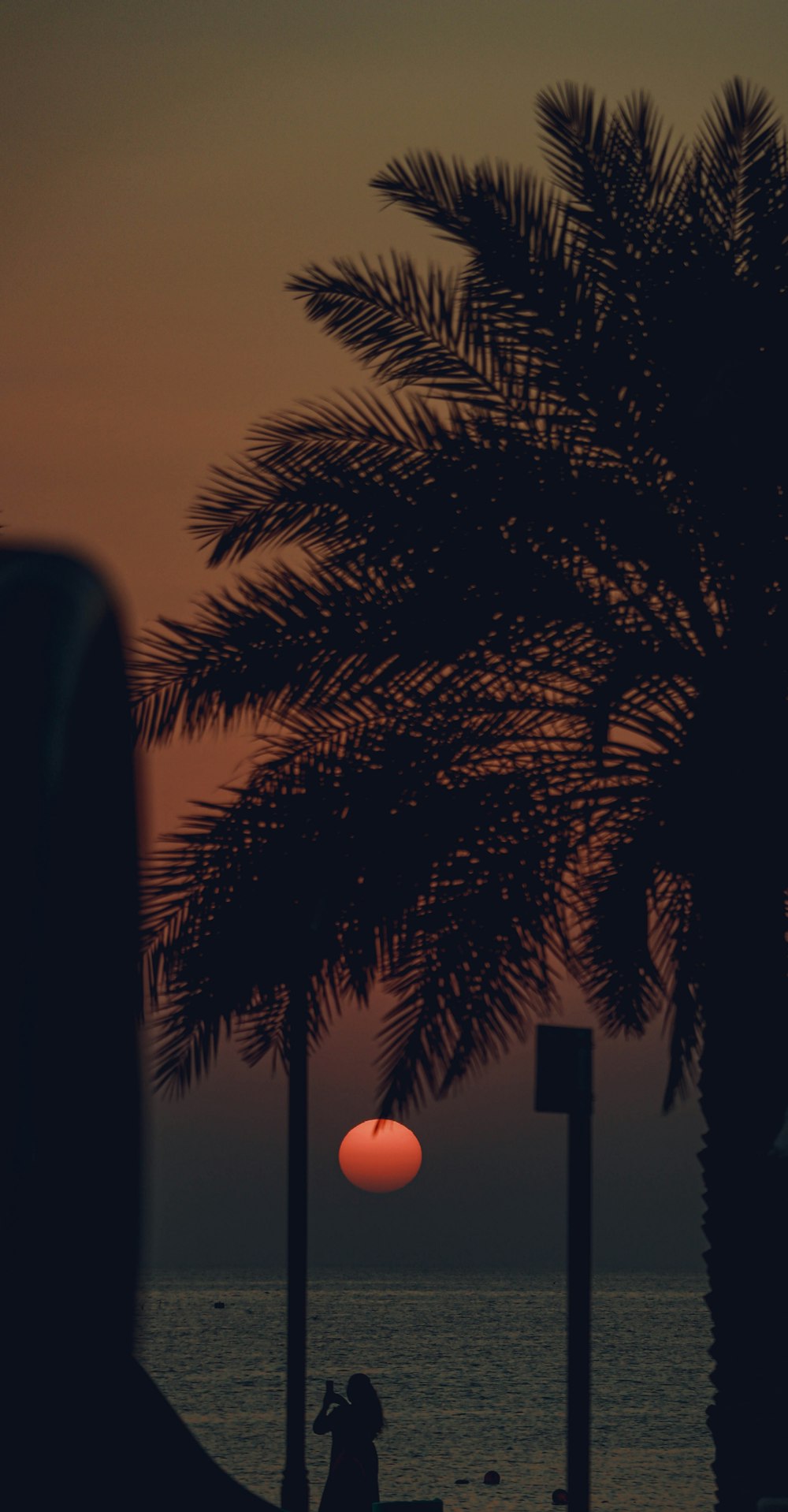 a person sitting on a bench under a palm tree