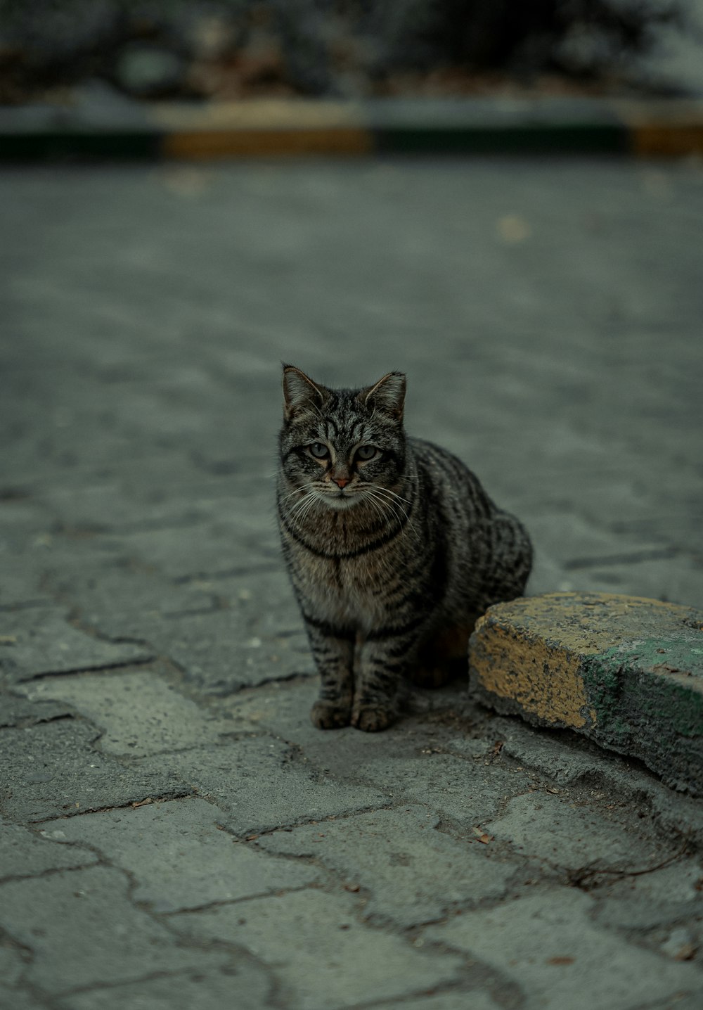 a cat is sitting on a cobblestone street