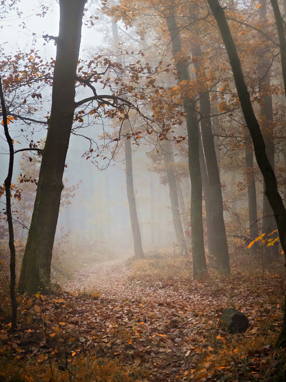 a foggy forest with lots of trees and leaves