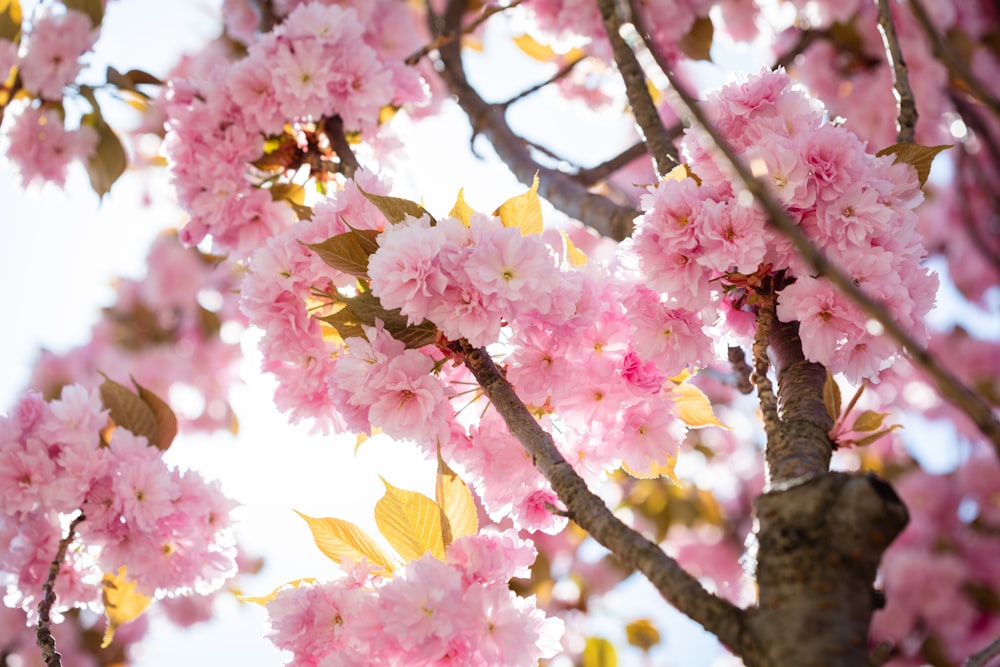 a tree with lots of pink flowers on it