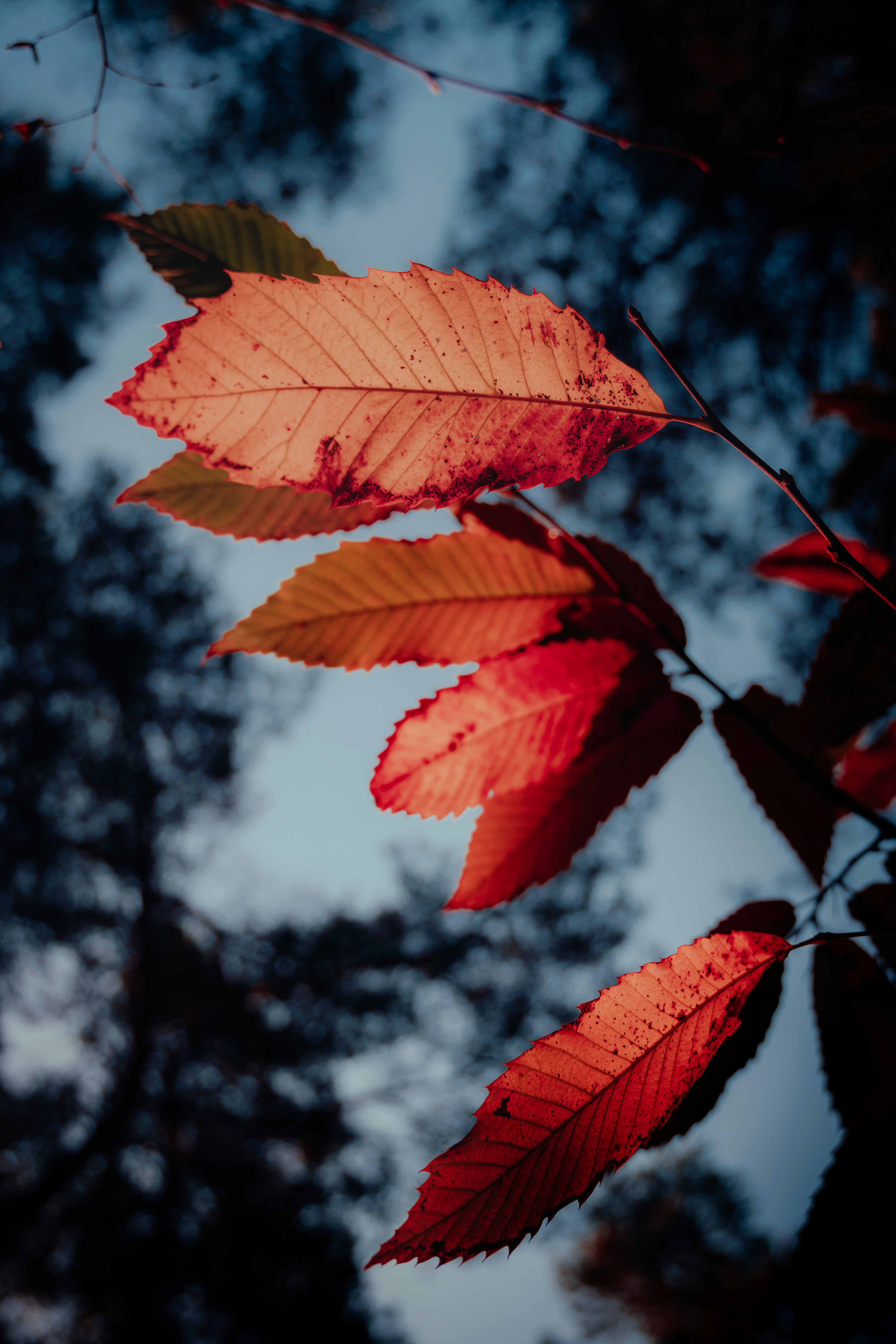 Photo by michielannaert