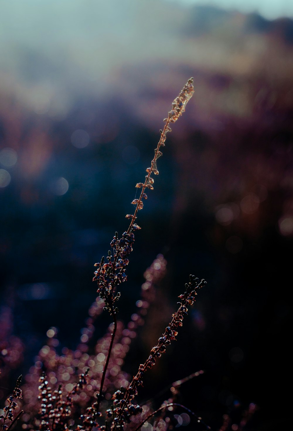 a close up of a plant with drops of water on it