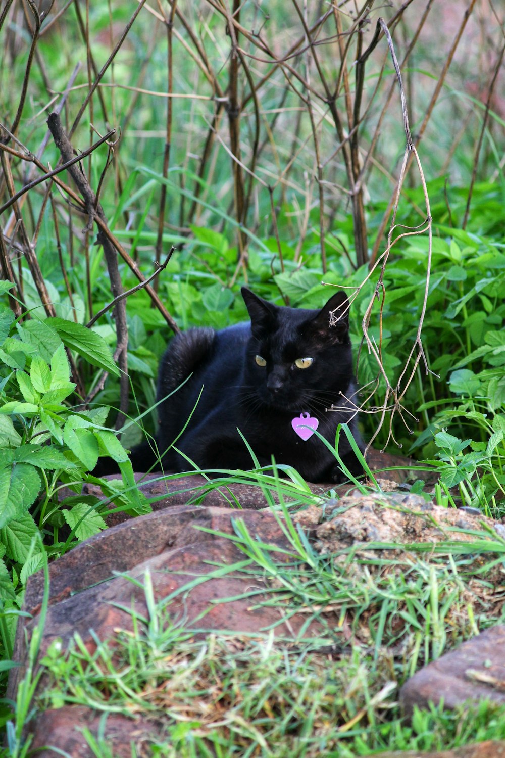 a black cat laying on top of a lush green field