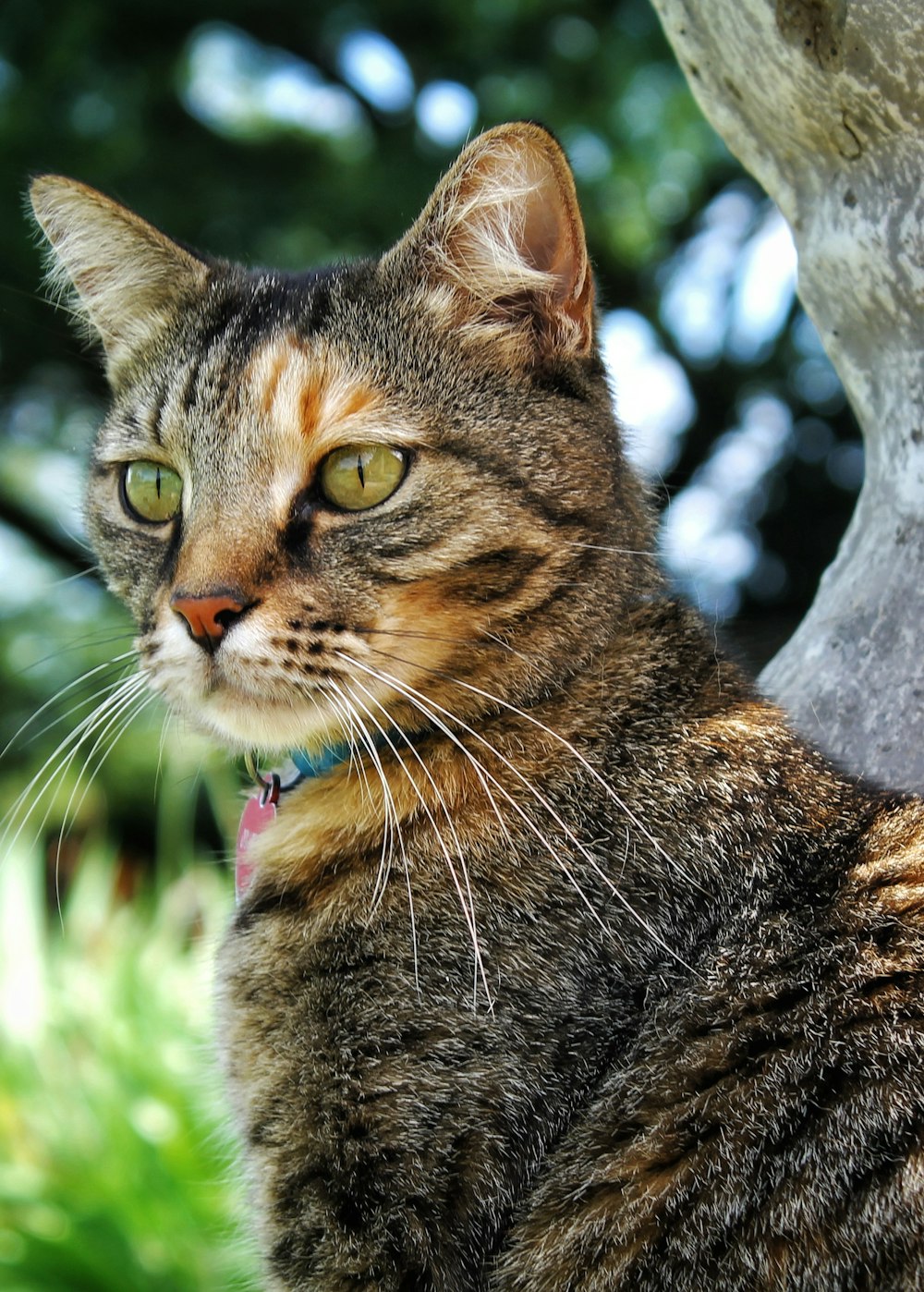 a close up of a cat near a tree