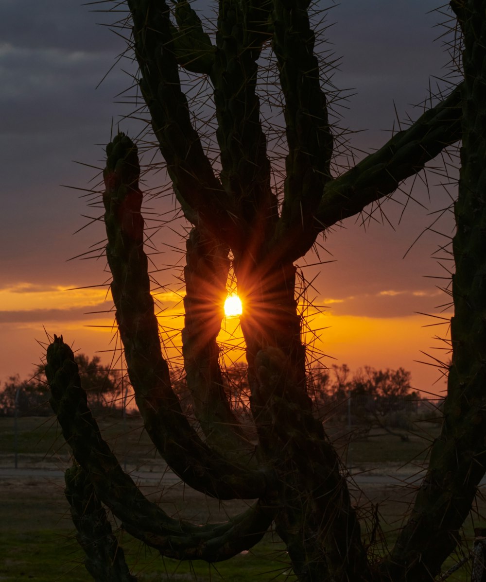 the sun is setting behind a cactus tree