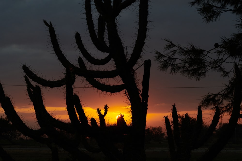 the sun is setting behind the silhouette of a cactus