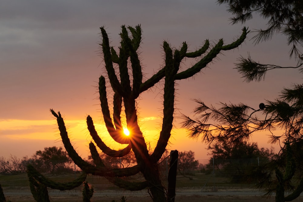 the sun is setting behind a cactus tree