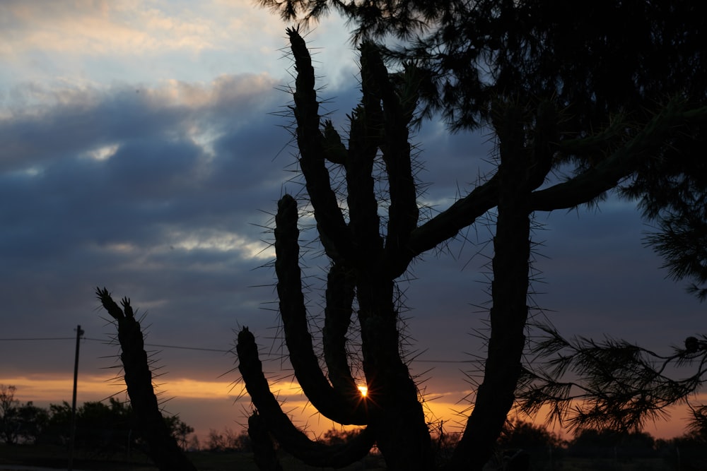 the sun is setting behind a cactus tree