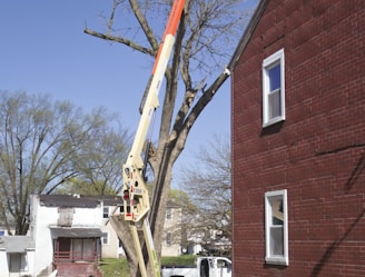 a man on a cherry picker working on a tree