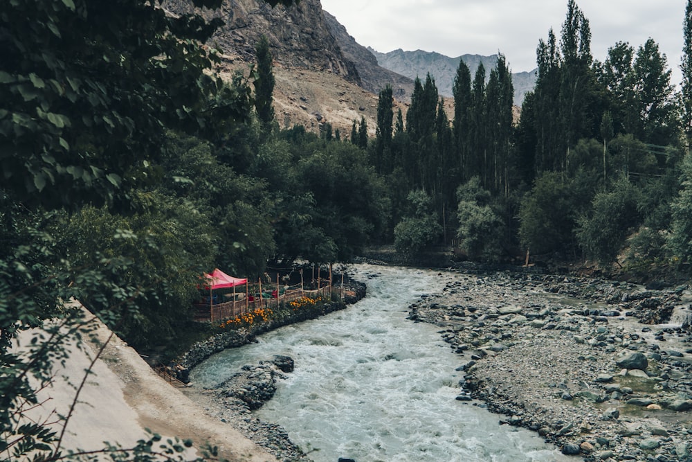 a river running through a lush green forest