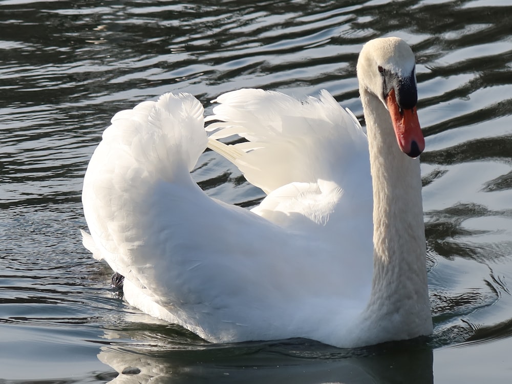 a white swan swimming on top of a body of water
