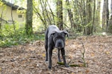 A large, dark-colored dog stands on a forest floor covered with dry leaves and twigs. Surrounding the dog are tall trees with thin trunks and sparse, green foliage. In the background, a light-yellow building peeks through the trees, partially obscured by branches.
