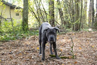 A large, dark-colored dog stands on a forest floor covered with dry leaves and twigs. Surrounding the dog are tall trees with thin trunks and sparse, green foliage. In the background, a light-yellow building peeks through the trees, partially obscured by branches.