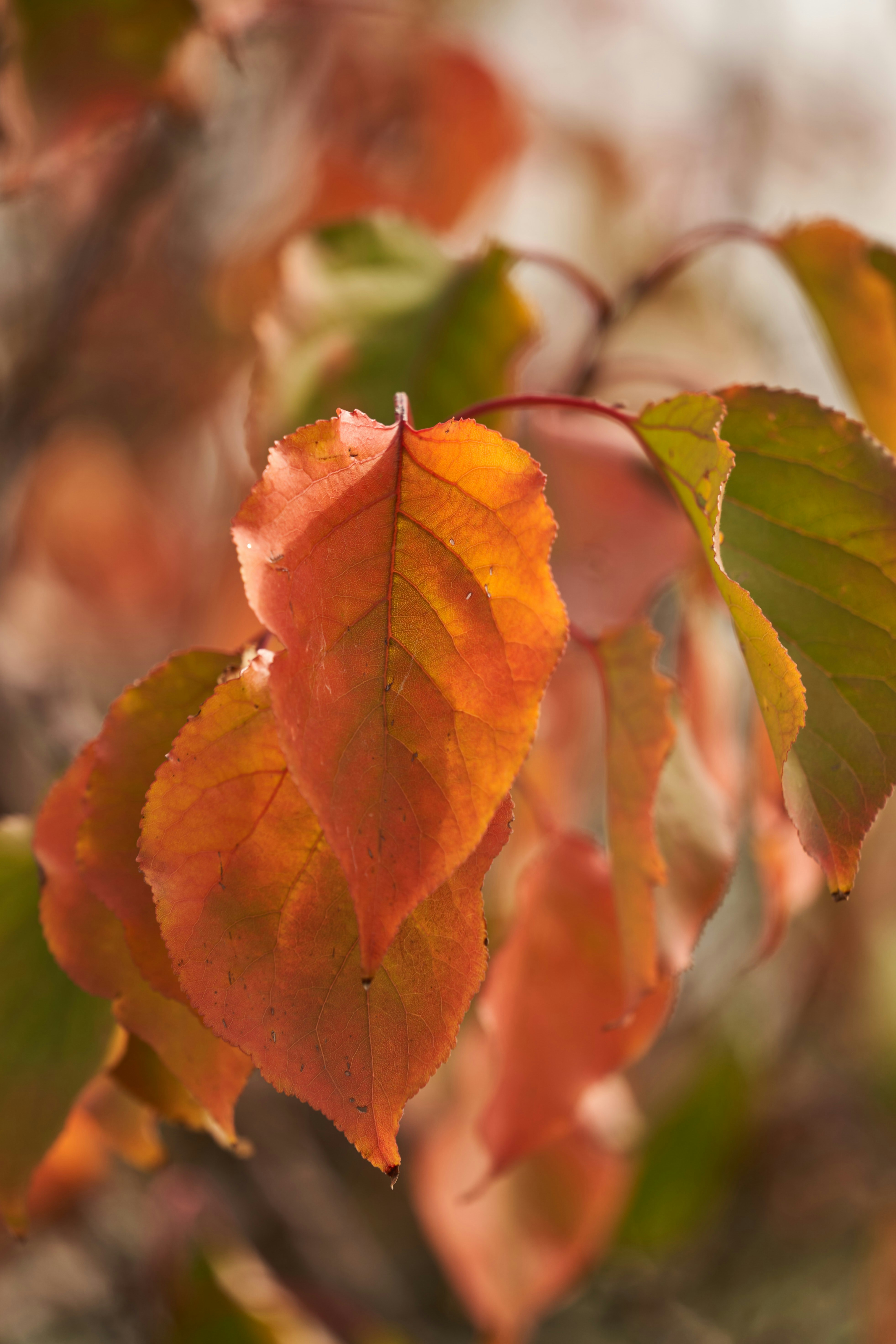 Photo by wolfgang_hasselmann