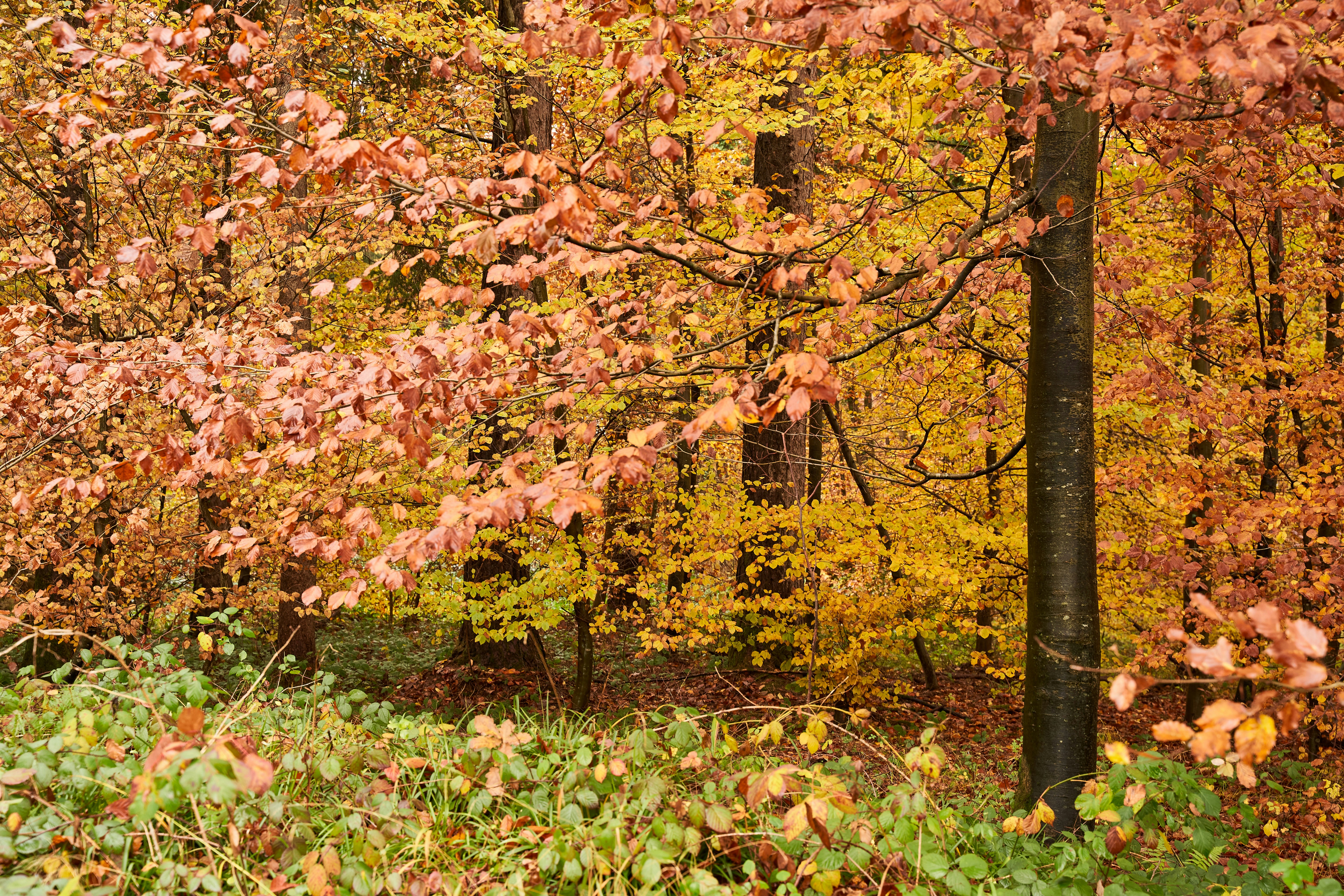 Photo by wolfgang_hasselmann