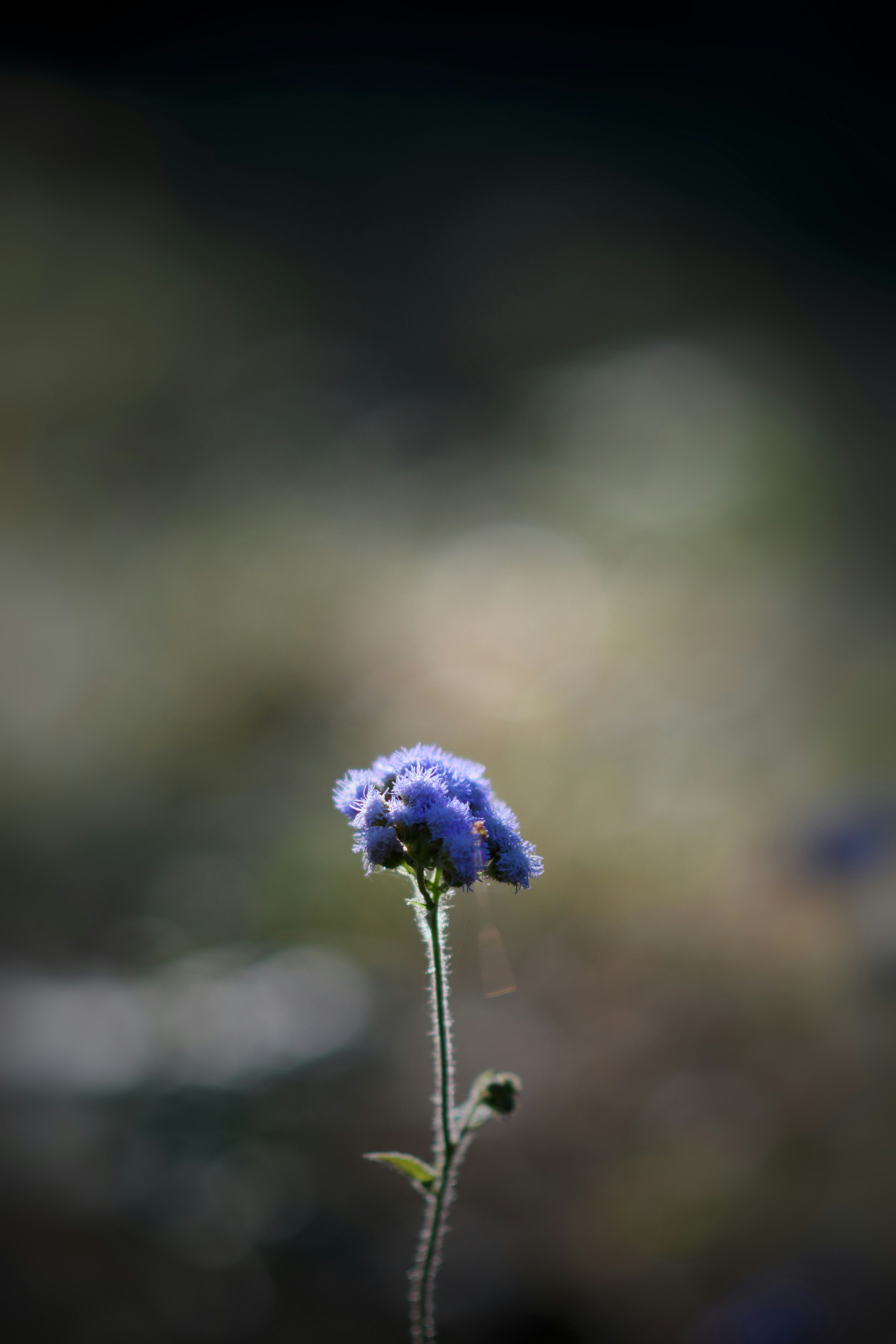 Photo by thatbangaloreanguy