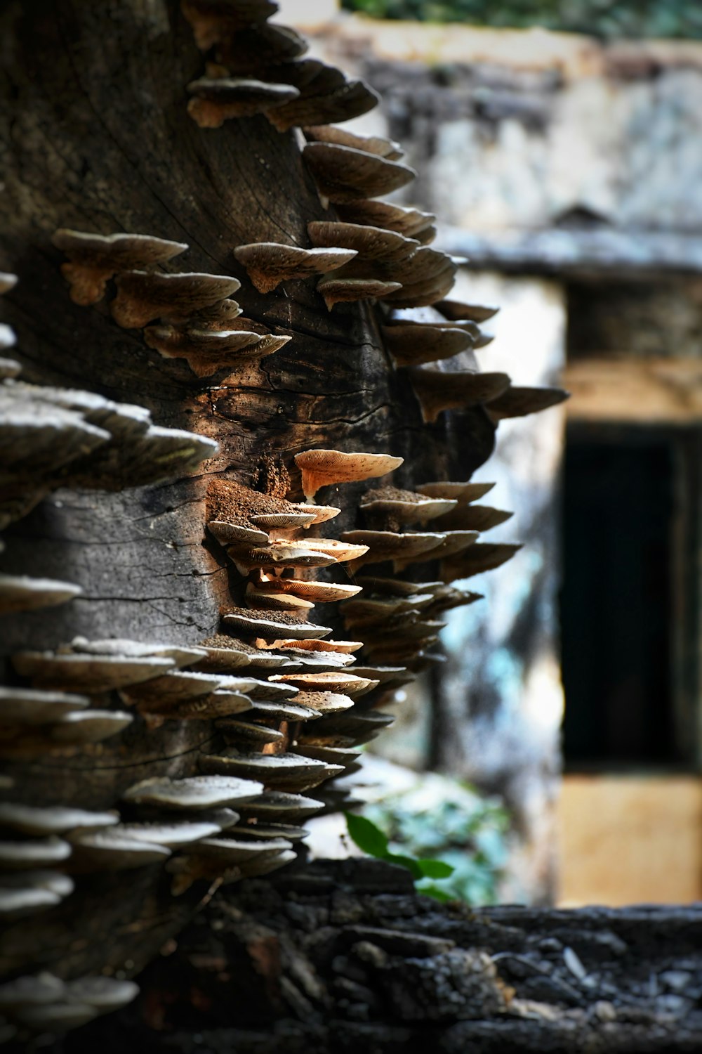 a bunch of mushrooms growing on the side of a building