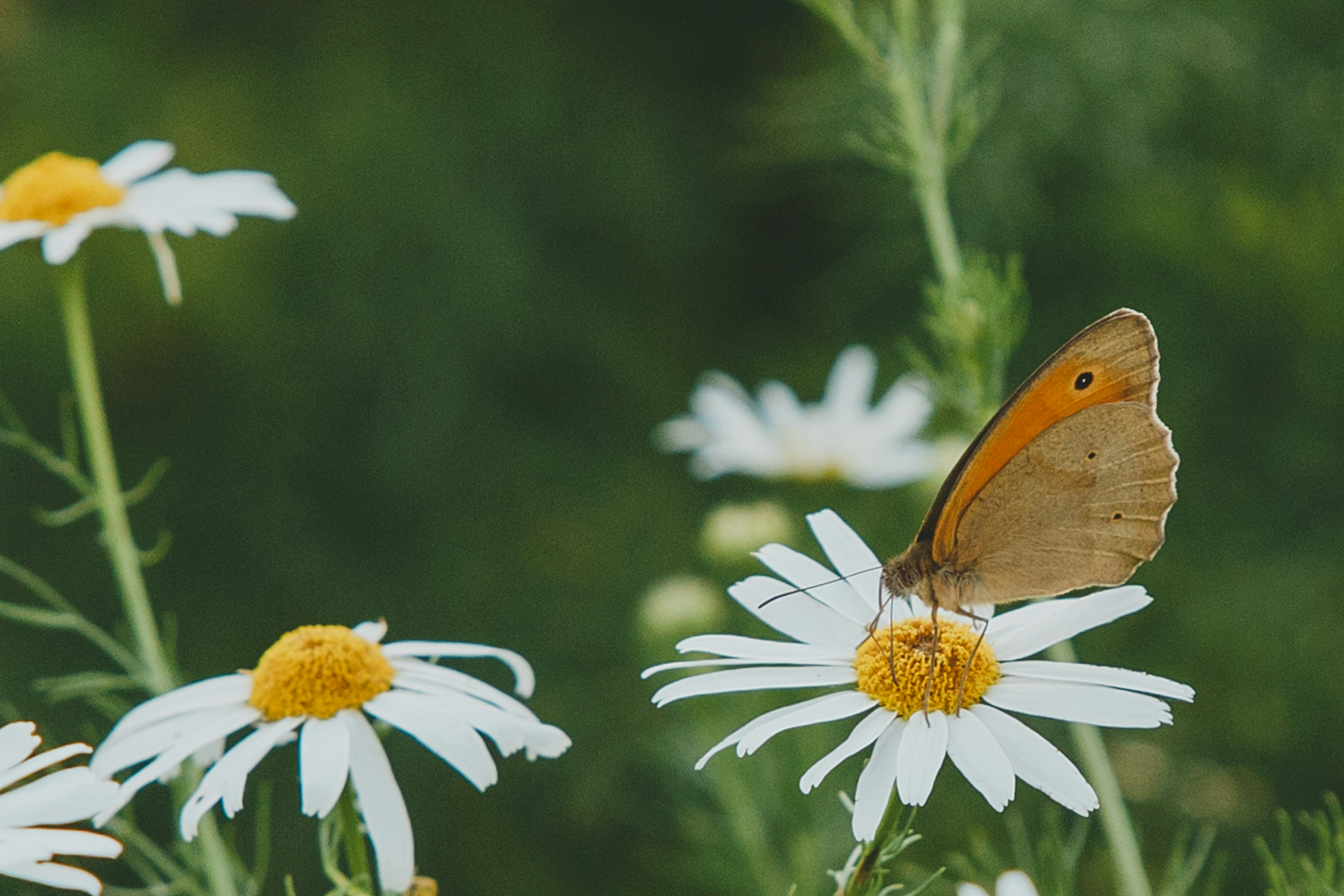 Photo by grigflagman