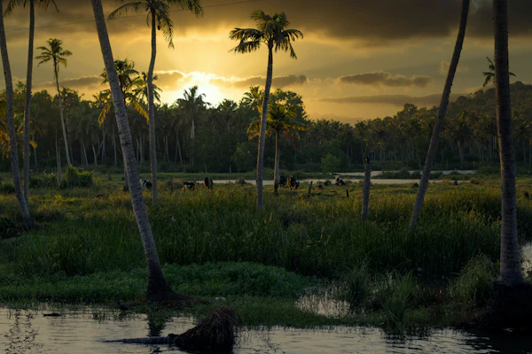 Sunset over the Poovar backwaters and palms