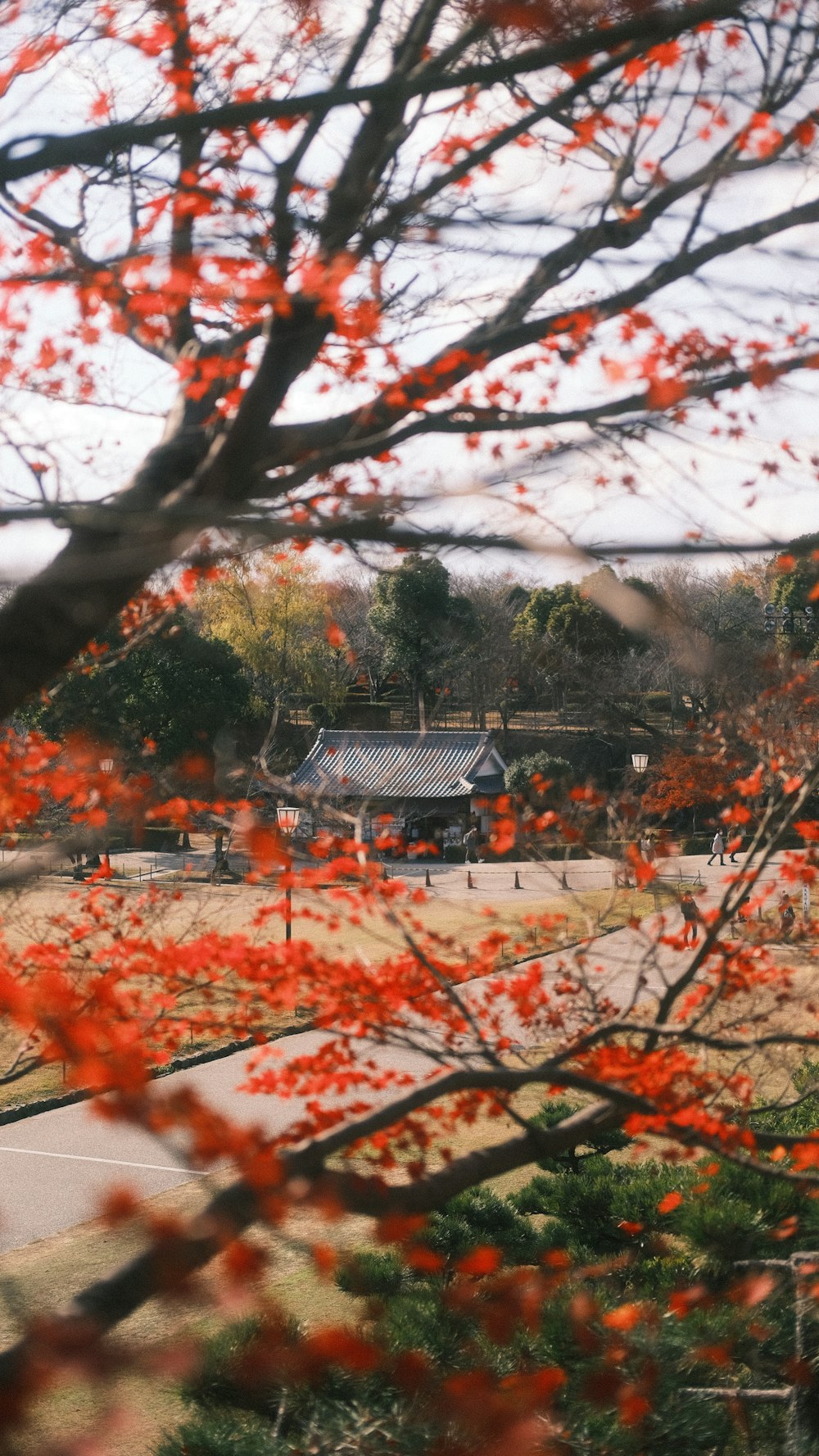 a tree with red leaves in front of a building