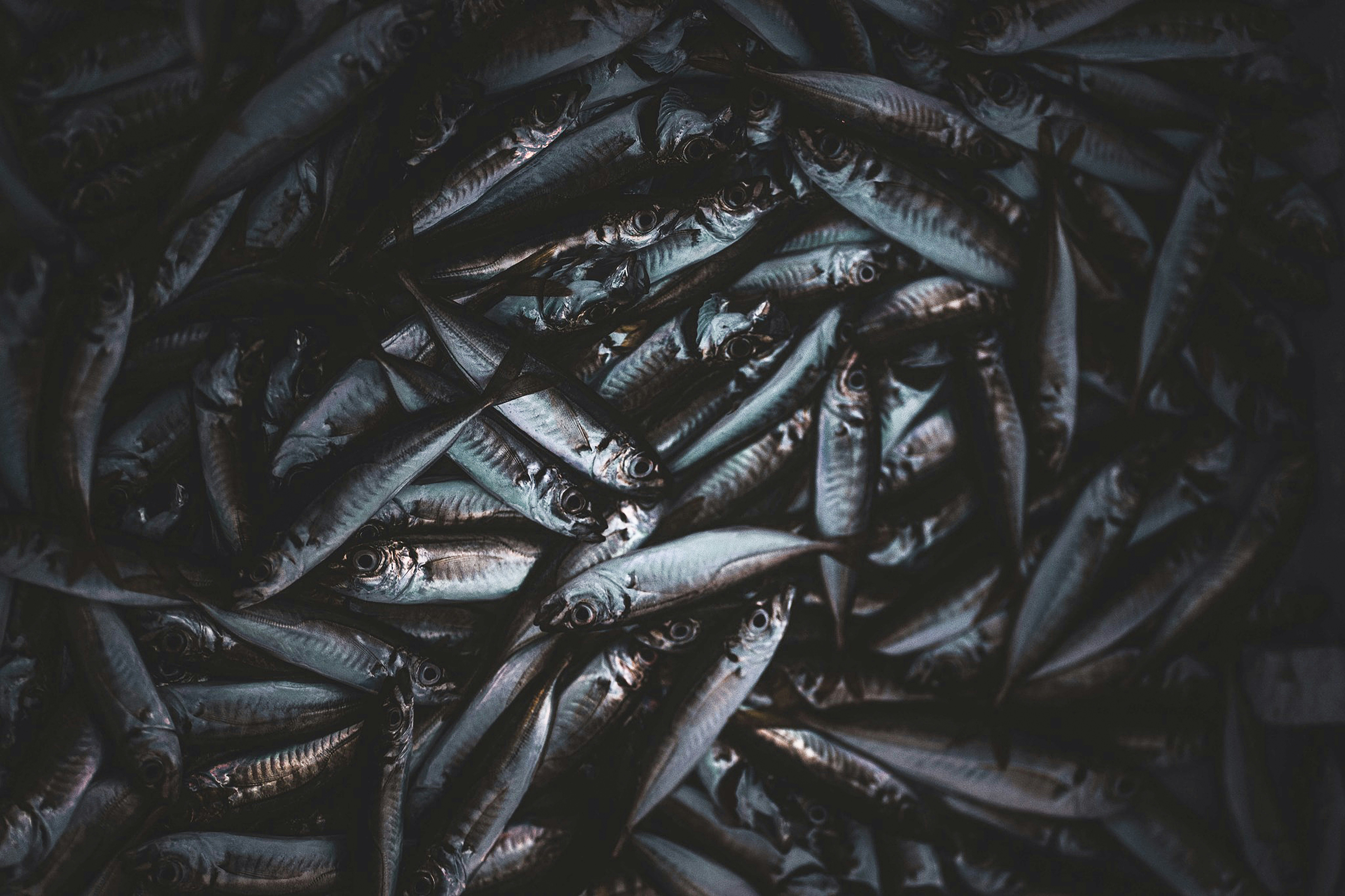 sekelompok ikan yang ada di dalam air
