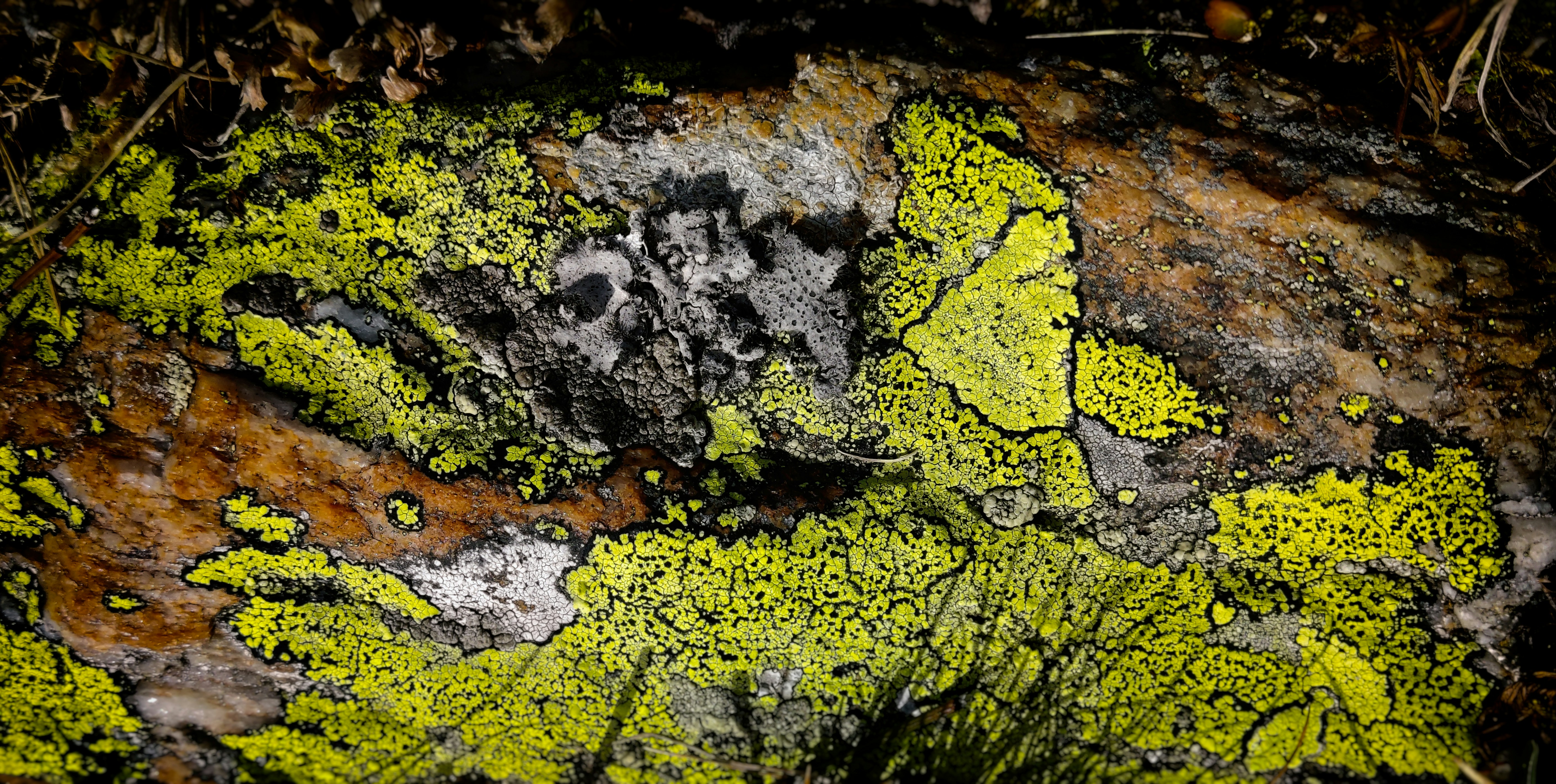 un rocher recouvert de lichen vert et jaune