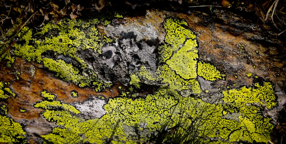 a rock covered in green and yellow lichen