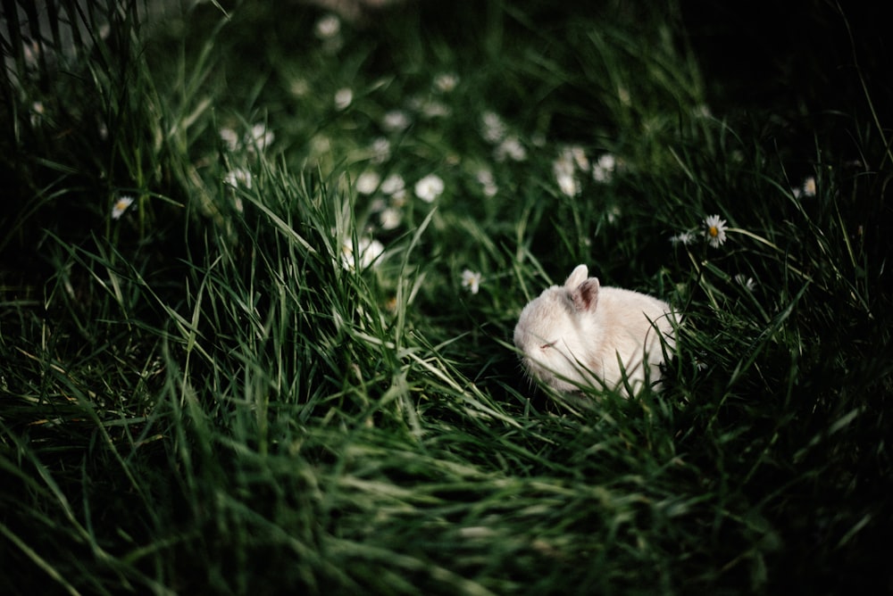 a small white animal laying in the grass