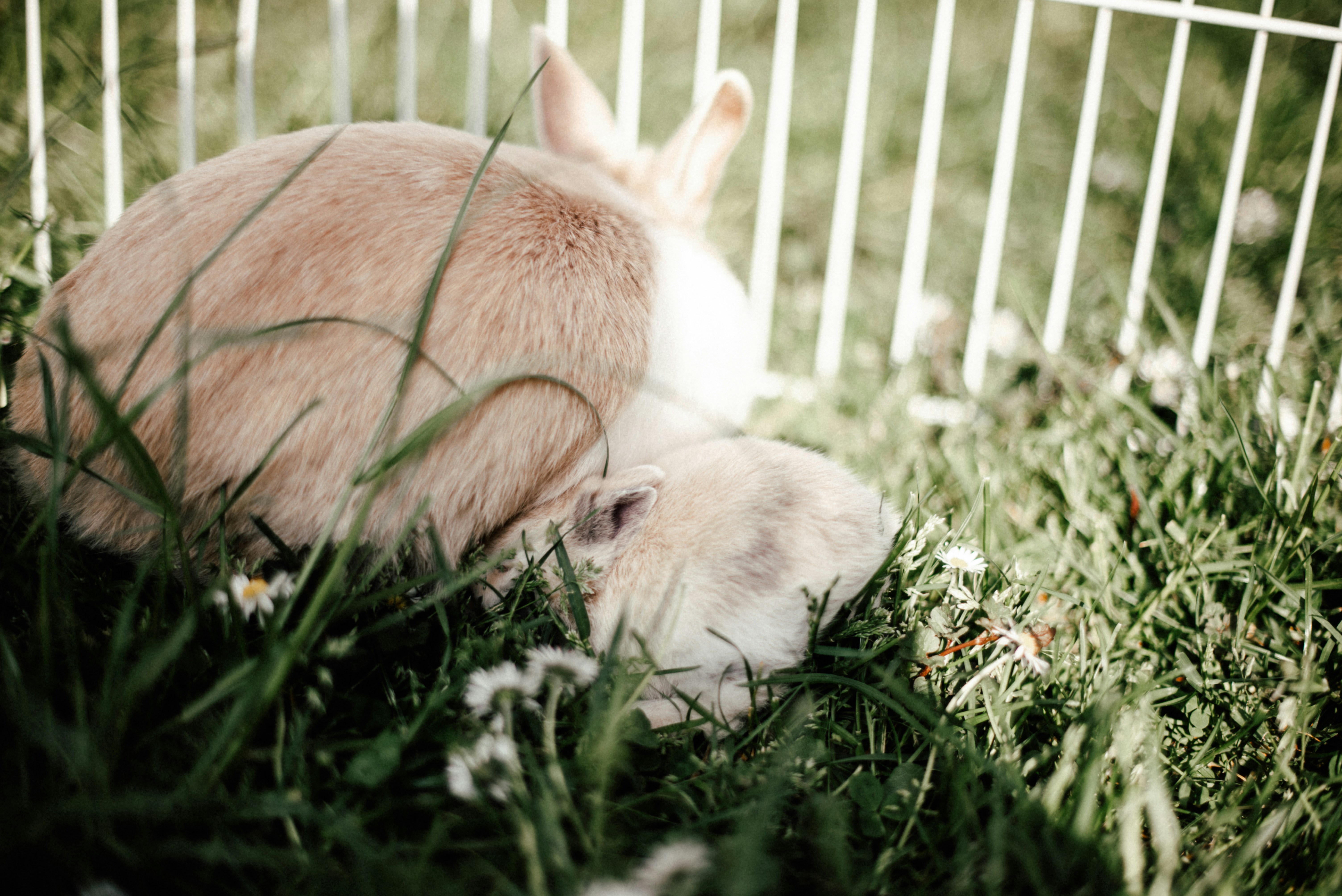 Nap Buddies: The Art of Relaxation (image credits: unsplash)