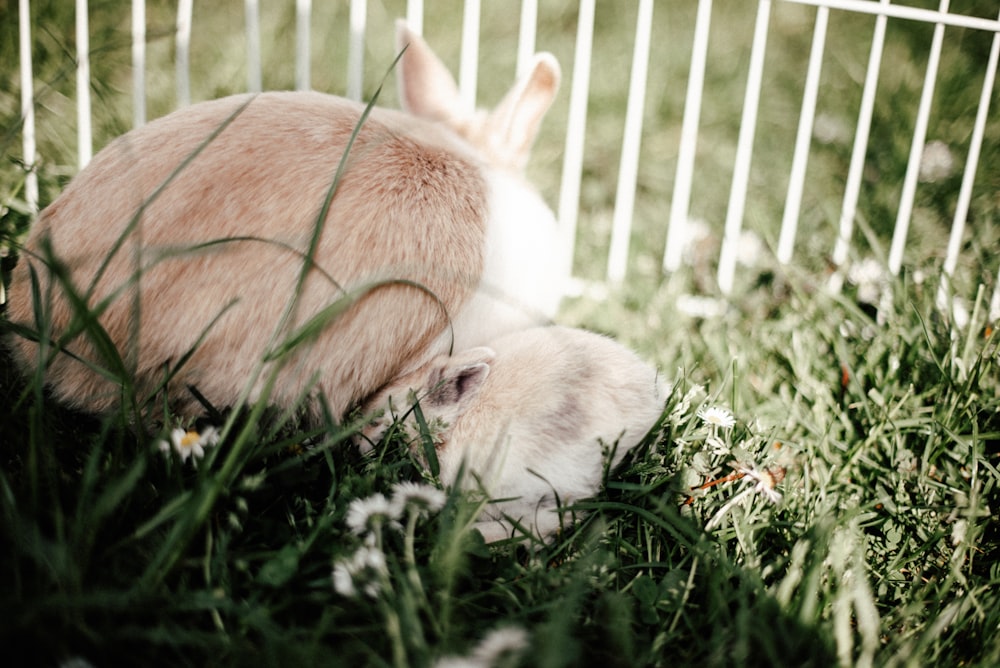 a rabbit is laying in the grass next to a fence