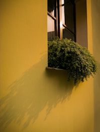 A freshly painted living room wall in a warm, inviting shade of yellow with natural light streaming in.
