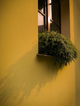 A freshly painted living room wall in a warm, inviting shade of yellow with natural light streaming in.