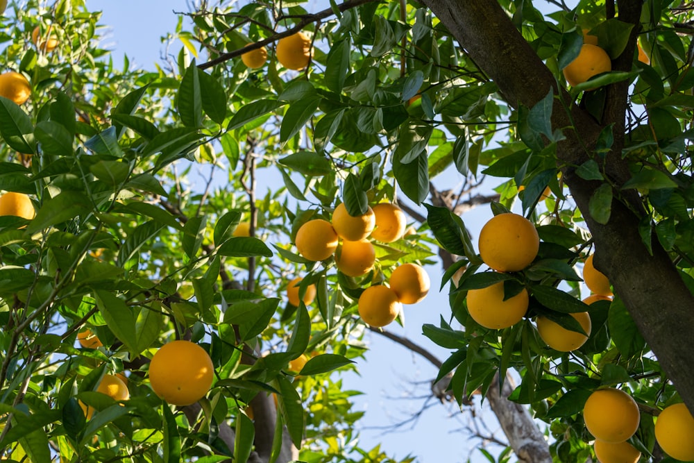 a tree filled with lots of ripe oranges