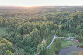 an aerial view of a forest with a river running through it