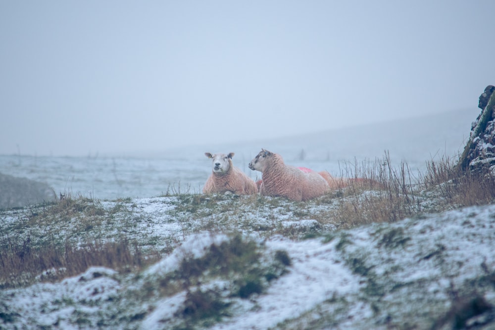 two sheep laying down in a snowy field